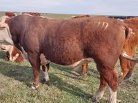 गाय, Latvian Blue cattle — फ़ोटो 2