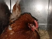Chickens — الصورة 1