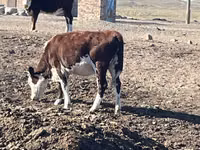 Sigir, Simmental cattle — 6-rasm