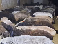 Ram, Sheep — photo 2