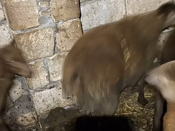 Carnero, Shirvan sheep