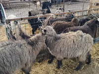 Ziege, Alpine goat — Foto 2