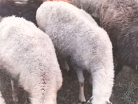 Sheep, Sheep — photo 4