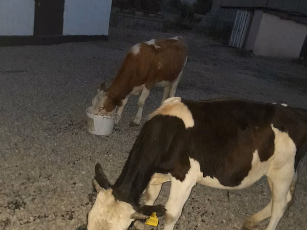 ثور, Swiss cattle