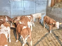 牛只（批次，未指定性别）, Cattle — 照片 4