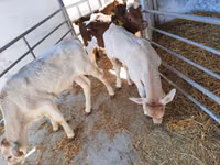 Bulle, Charolais cattle — Foto 1