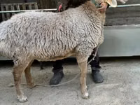 Қой, Arashan sheep — 2-сурет