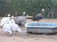 Guinea fowl — الصورة 1