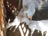 Echki, Saanen goat — 2-rasm