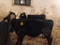 Toro, Russian Black pied cattle — foto 2