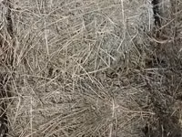 Сено/люцерна в тюках третий кост - Кормовое сено из люцерны — сүрөт 1