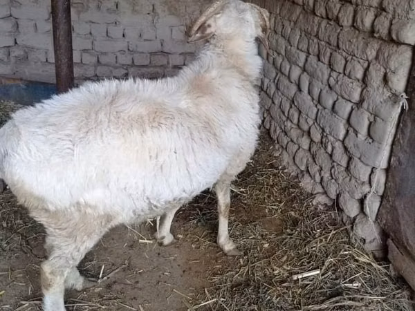 كبش, الأغنام — أوزبكستان