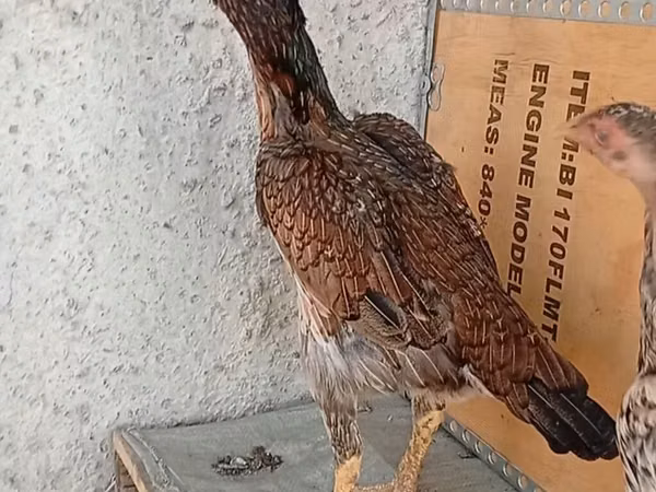 Chickens — قيرغيزستان
