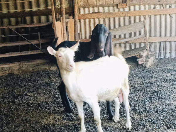 Ziegenbock, Kamori goats