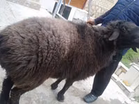 Кочкор, Койлор — сүрөт 2