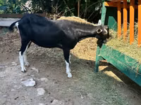 Козёл, Альпийская коза — фото 3