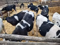 Bulle, Holstein-Rasse — Foto 4