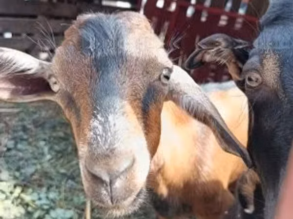 母山羊, Goats