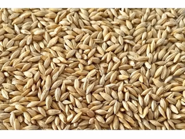Продам ячмень чищеный п.Комсомольское