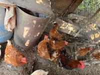 Chickens — Foto 2