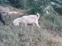 Ziege, Nubian Goat — Foto 3