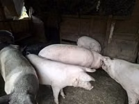 Schweine (Partie, Geschlecht nicht angegeben), Schweine — Foto 2
