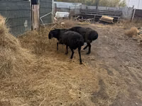 Widder, Hissar sheep — Foto 6