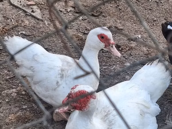 pato criollo doméstico