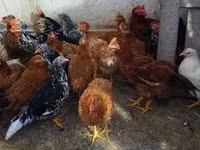 Chickens — Foto 1