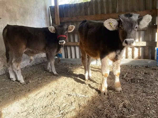 Qoramol (partiya, jinsi ko‘rsatilmagan), Swiss cattle