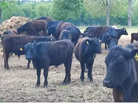 公牛, Aberdeen-Angus — 照片 7