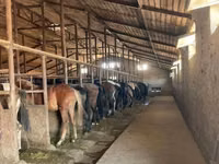 Caballos (lote, sexo no especificado), Caballos — foto 3