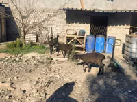 Carnero, Ovejas — foto 5