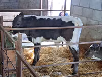 Bulle, Holstein-Rasse — Foto 4