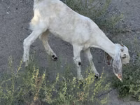 عنزة, Beetal goats — الصورة 5
