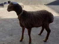 Ram, Arashan sheep — photo 2
