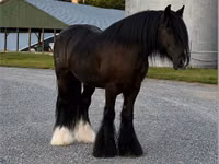 Hengst, Gypsy horse — Foto 7