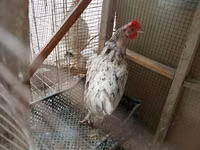 Chickens — Foto 1