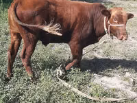 Toro, Ganado vacuno — foto 2