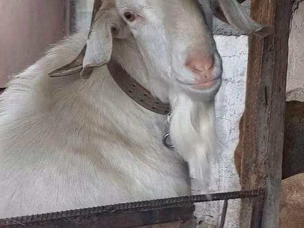تيس, Nubian Goat — كازاخستان