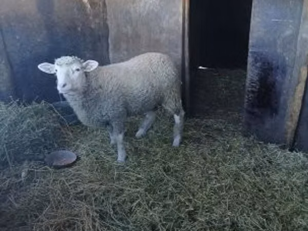 Carnero, Ile-de-France sheep