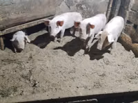 Schweine (Partie, Geschlecht nicht angegeben) — Foto 1