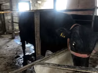 Rinder (Partie, Geschlecht nicht angegeben), Aberdeen-Angus — Foto 2