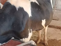 公牛, Russian Black pied cattle — 照片 4