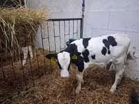 Bulle, Russian Black pied cattle — Foto 4