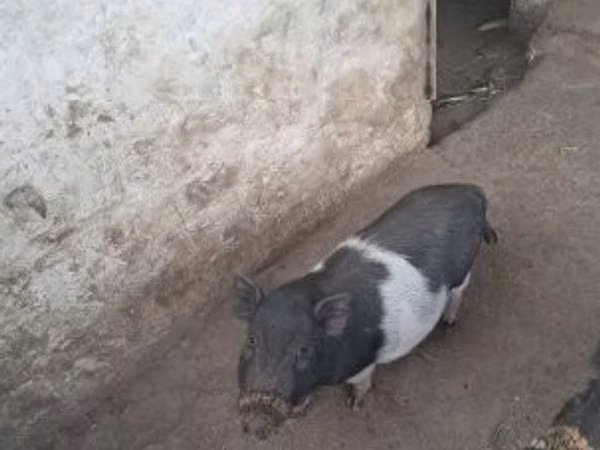 خنزيرة, 