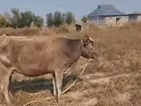 母牛, Latvian Blue cattle — 照片 3