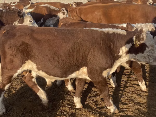 Sigir, Latvian Blue cattle
