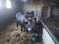 Cow, Cattle — photo 2