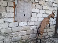 Ziege, Italian Alpine goat — Foto 3